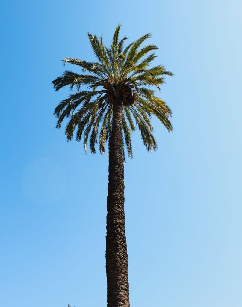 Palmboom