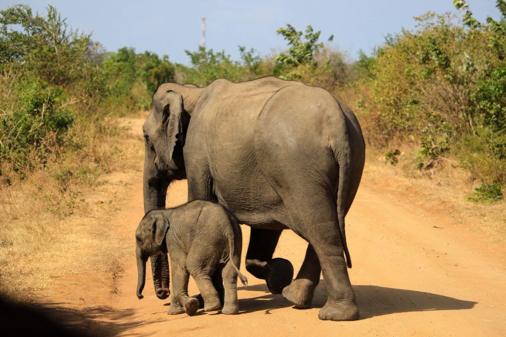 Moeder en baby olifant bij Udawalawe National Park
