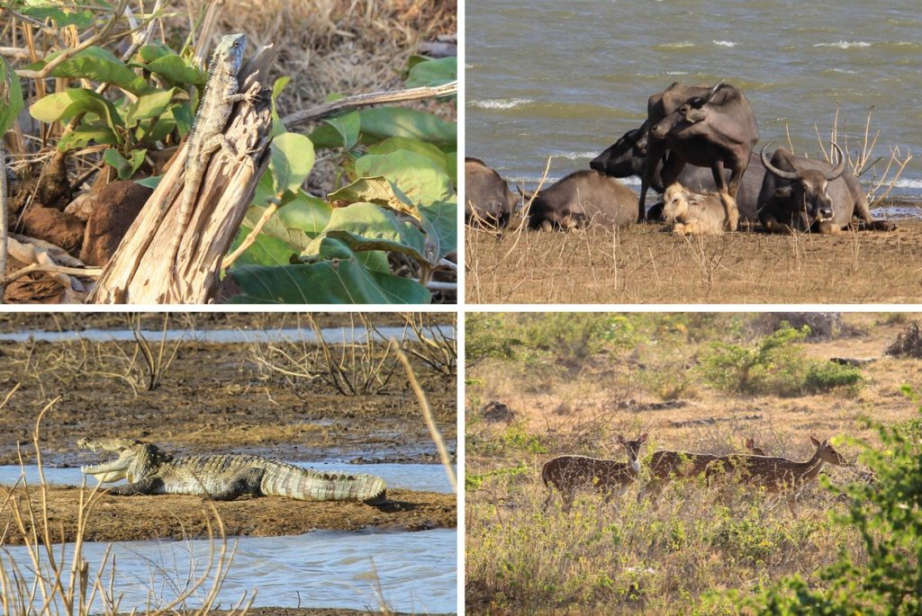 Hagedissen, waterbuffels, krokodillen en herten in Udawalawe National Park
