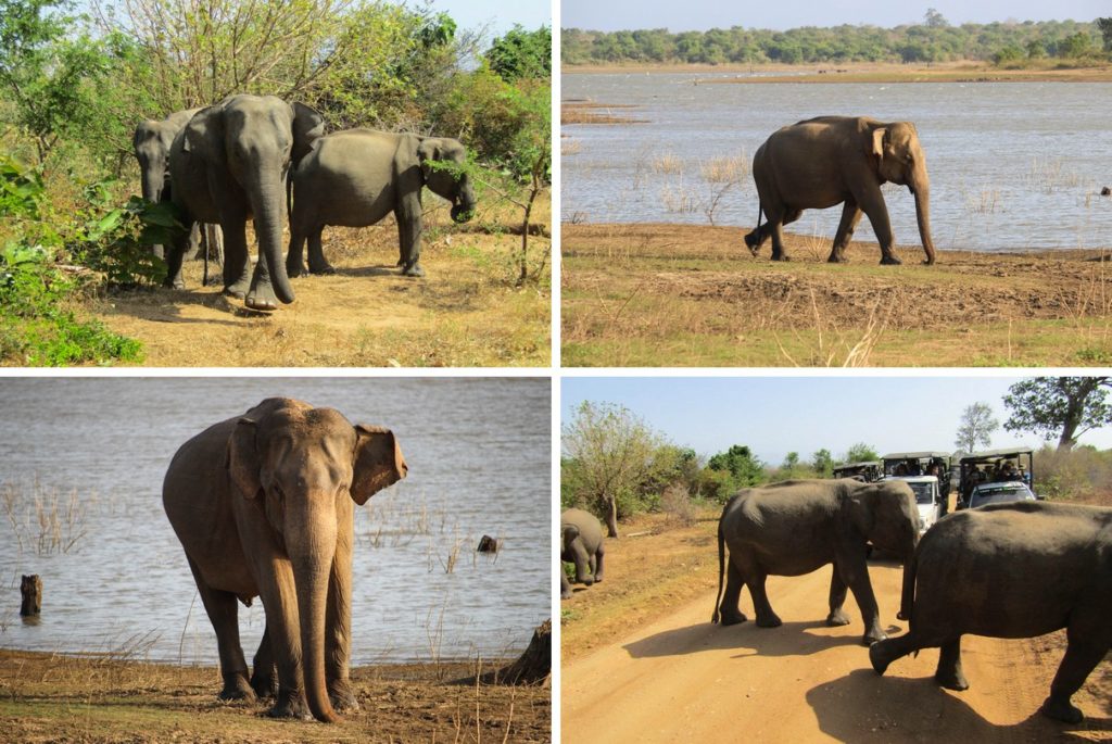 Olifanten in Udawalawe National Park