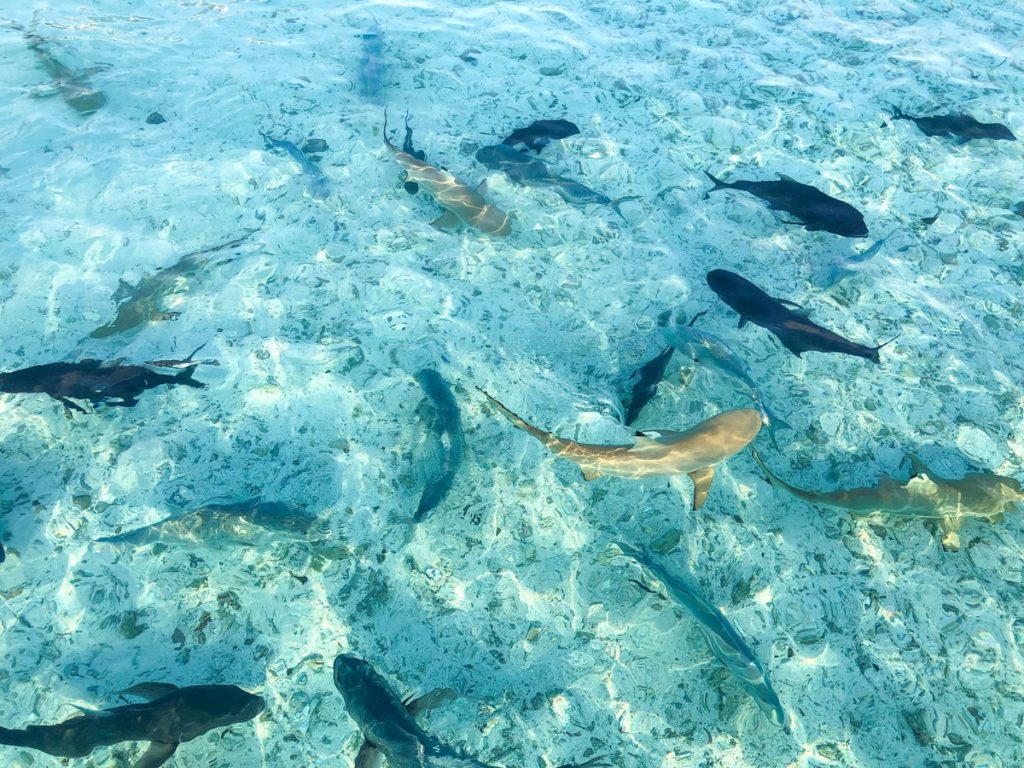 Haaien op de Malediven