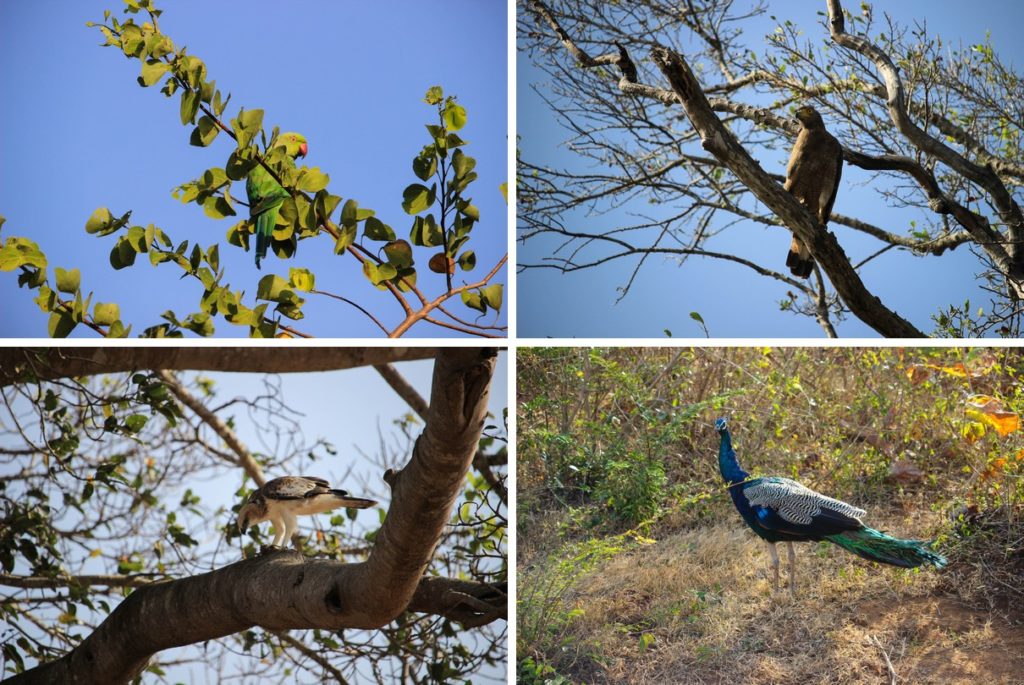 Halsbandparkiet, roofvogels en pauwen in Udawalawe National Park