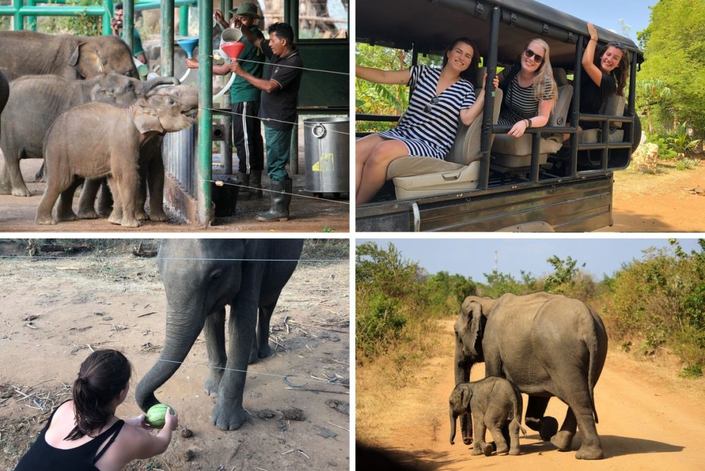 Op safari in Udawalawe National Park