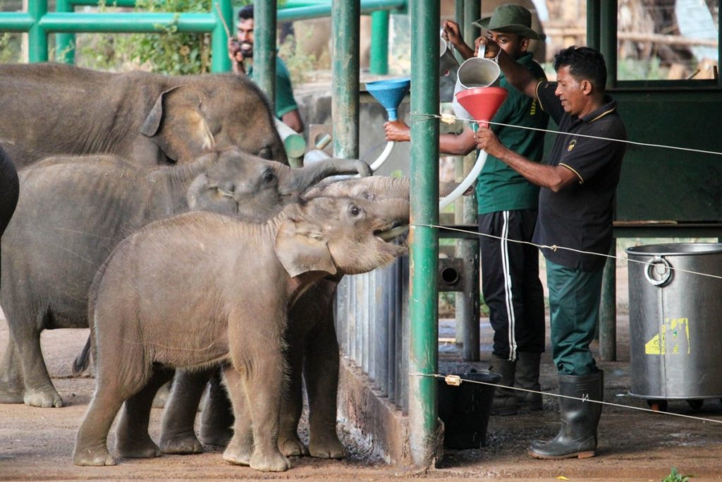 Voertijd bij het Elephant Transit Home, Udawalawe