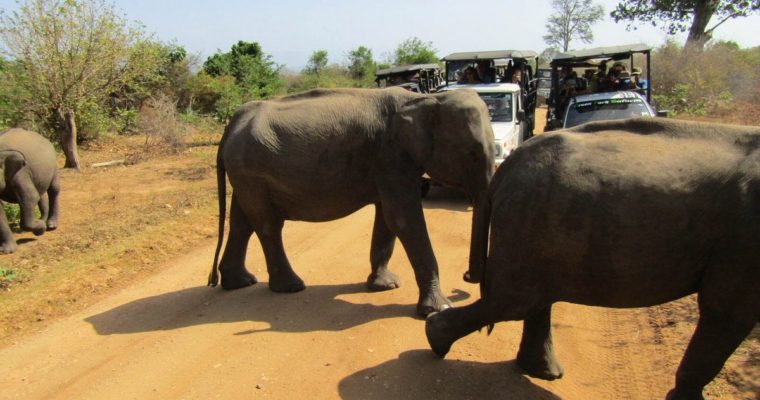 Olifanten spotten in Sri Lanka: op safari door Udawalawe National Park!