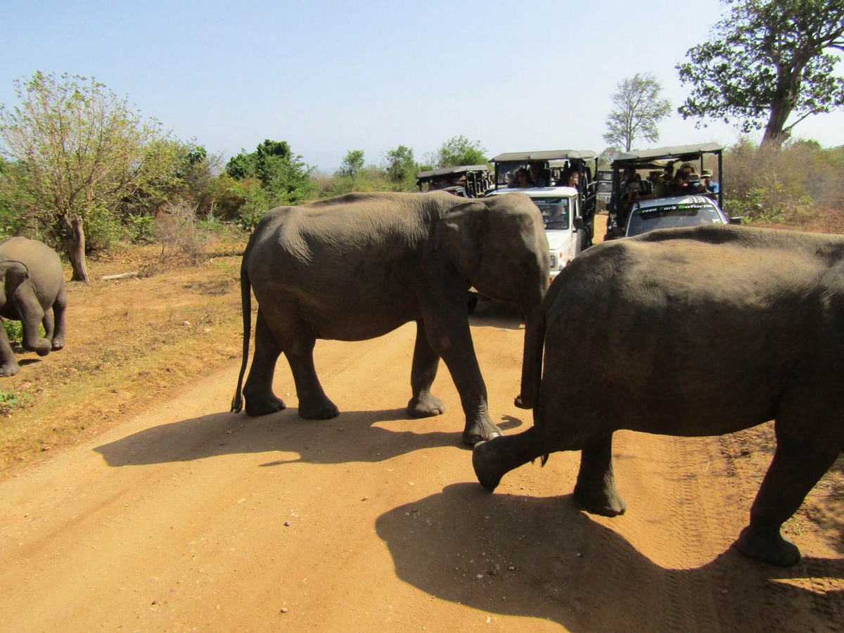 Olifanten spotten in Sri Lanka: op safari door Udawalawe National Park!