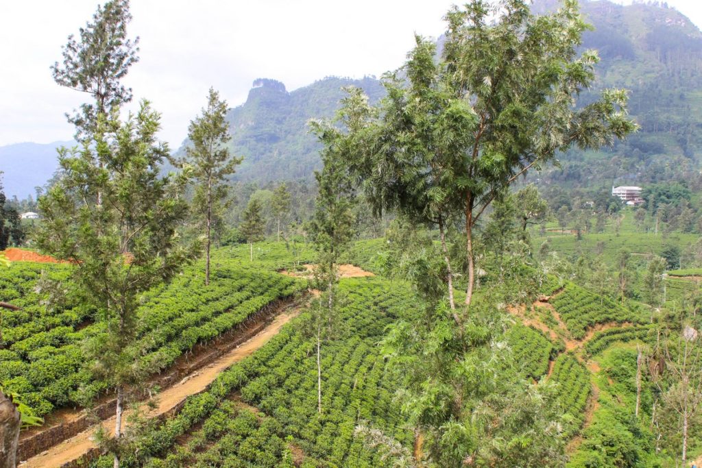 Theeplantage in Sri Lanka