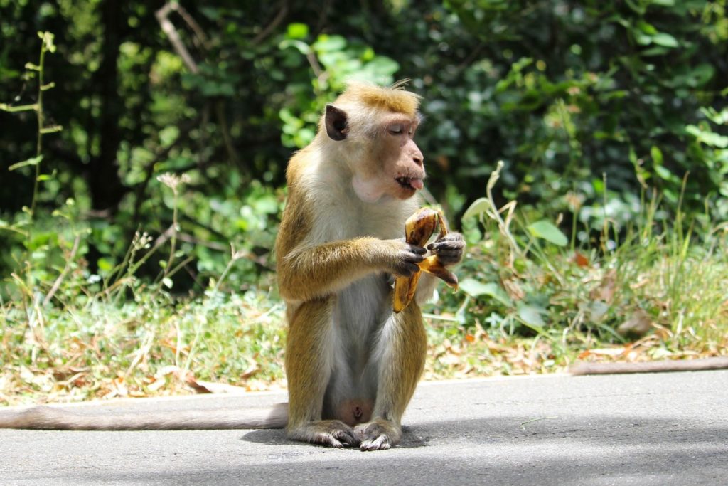 Apen in Sigiriya