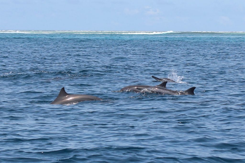 Dolfijnen spotten op de Malediven