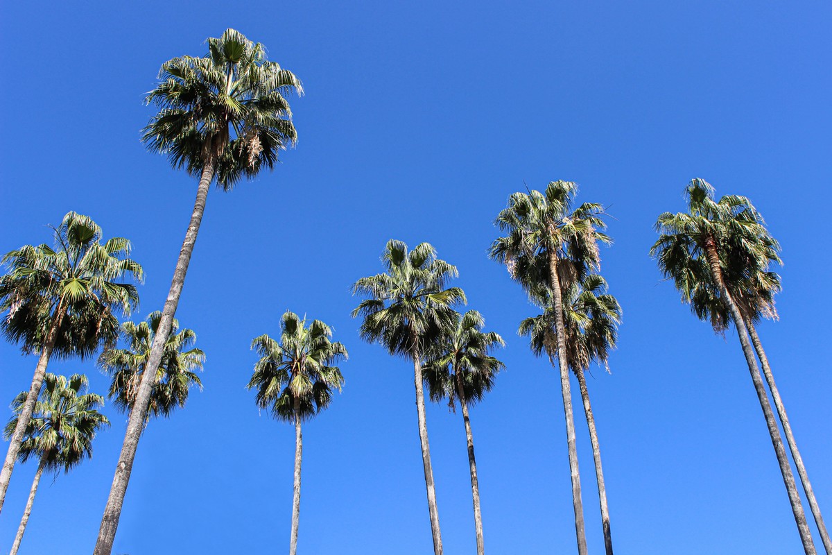 Palmbomen in Sevilla