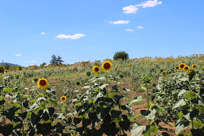 Zonnebloemen in Umbrië