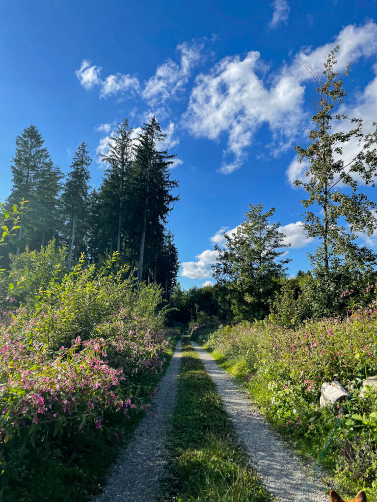 Leutkirch im Allgäu